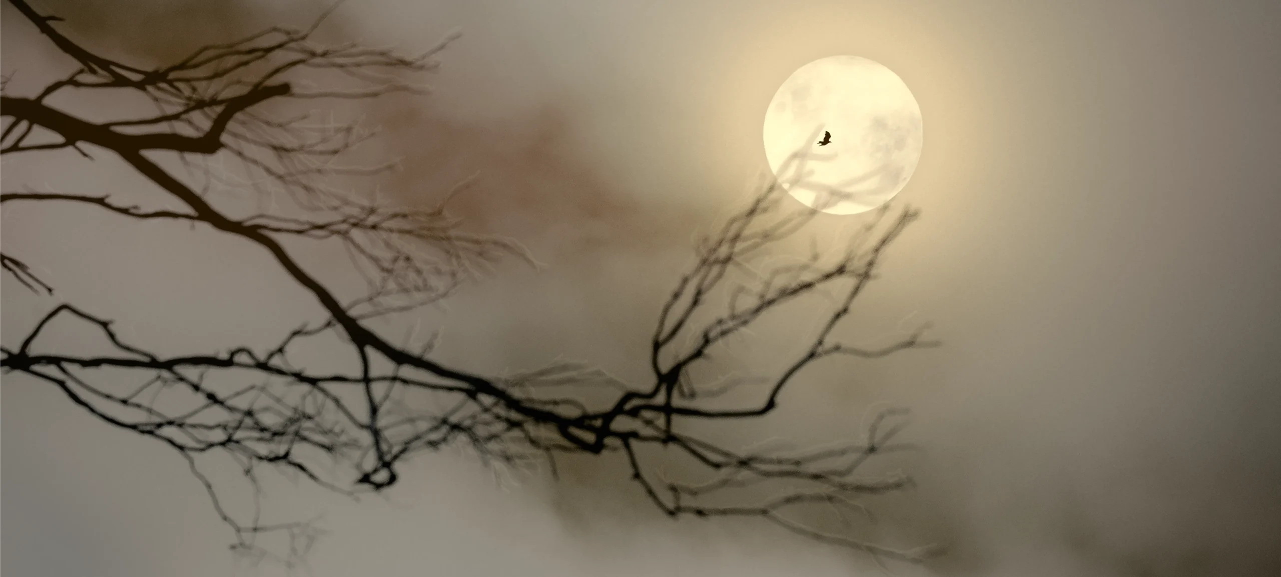 Eagle Moon - Limited Edition from the Deadwood collection by artist Emma Coombes at the Elm & the Raven