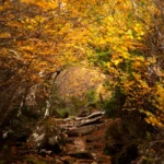 Golden Beech Road Limited Edition by Emma Coombes at the Elm & the Raven -part of the Cradle Mountain Collection