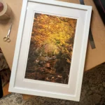 Golden Beech Road Limited Edition by Emma Coombes at the Elm & the Raven -part of the Cradle Mountain Collection