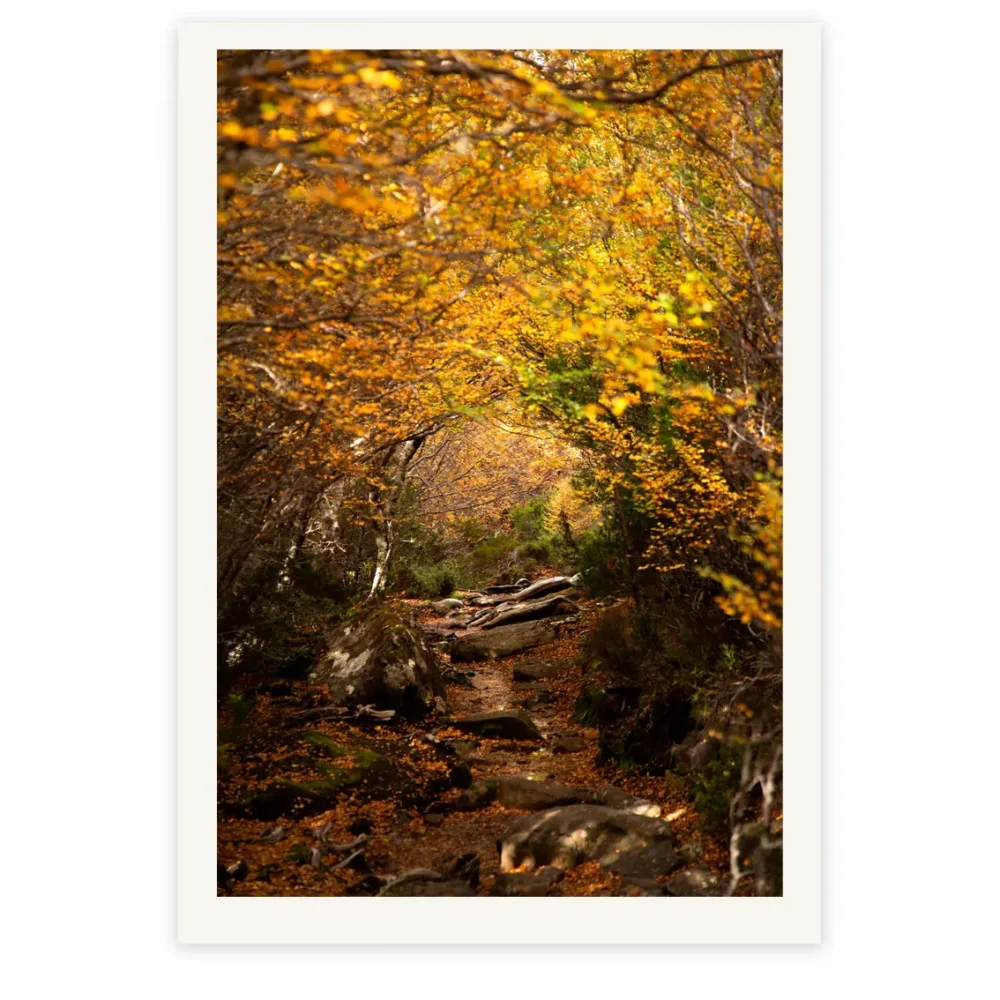 Golden Beech Road - A forest pathway lined with golden Fagus with tangled roots and fallen leaves lining the way