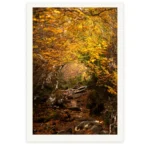 Golden Beech Road - A forest pathway lined with golden Fagus with tangled roots and fallen leaves lining the way