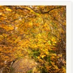 Golden Beech Road by Tasmanian Photographer Emma Coombes at the Elm and the Raven. Finalist in the 2026 Australian Photography Landscape Awards.