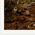 Golden Beech Road Limited Edition by Emma Coombes at the Elm & the Raven -part of the Cradle Mountain Collection