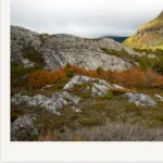 Little Horn in Autumn, Limited Edition by Emma Coombes at the Elm & the Raven -part of the Cradle Mountain Collection