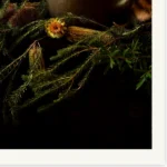 Down by the Ol' Copper Kettle' Tasmania Still Life Limited Edition by Emma Coombes at the Elm & the Raven