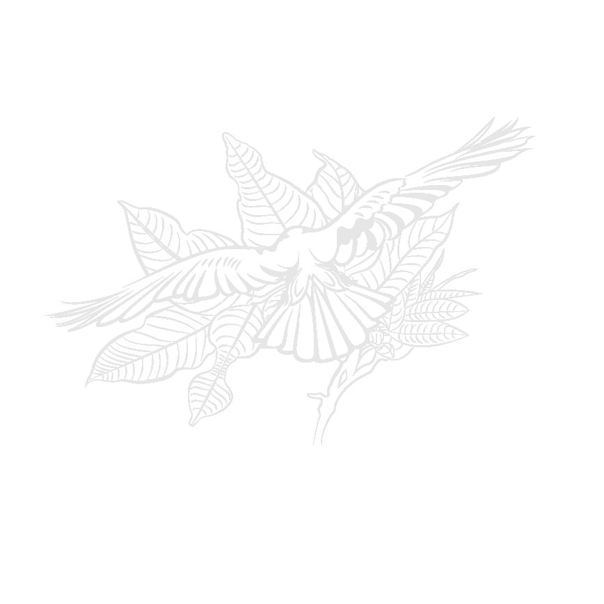 The Elm & the Raven, Tasmanian Artist and Photographer, Emma Coombes The Elm & the Raven, Tasmanian Artist and Photographer, Emma Coombes