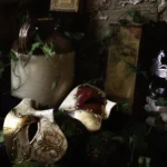 'Fallen Empire' Tasmanian Still Life Limited Edition by Emma Coombes at the Elm & the Raven