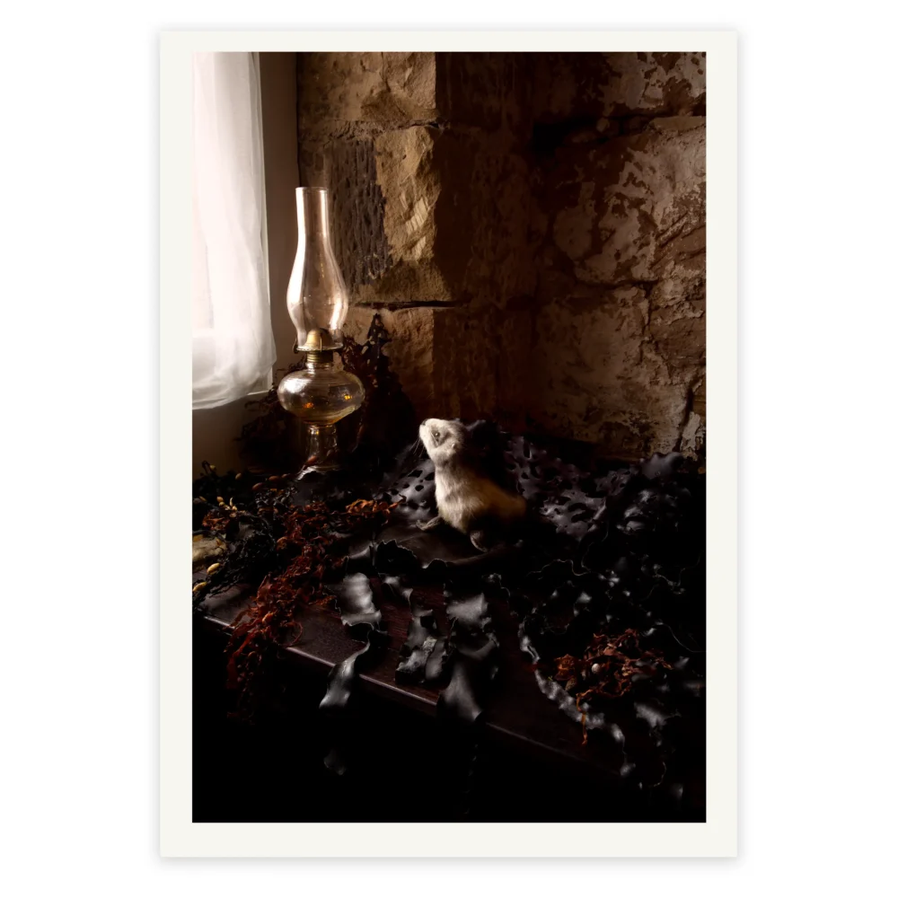 'From Where the Sirens Sing' Tasmanian Still Life Limited Edition by Emma Coombes at the Elm & the Raven