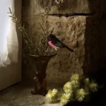 'Pink Dandy' Tasmanian Still Life Limited Edition by Emma Coombes at the Elm & the Raven
