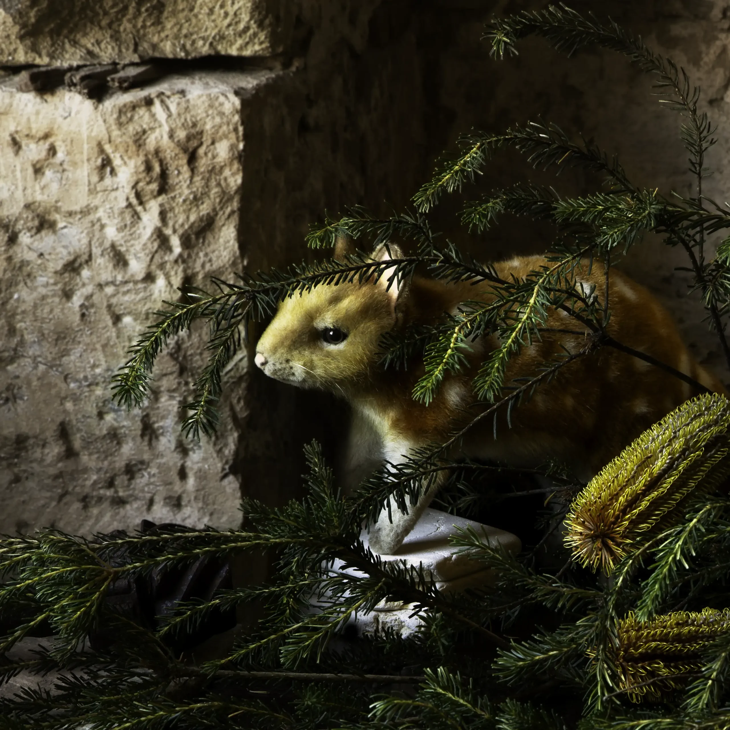 'The Homecoming' Tasmanian Still Life Limited Edition by Emma Coombes at the Elm & the Raven
